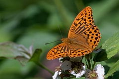 David Plant Photography - Wildlife Photography - Silver washed fritillary - A